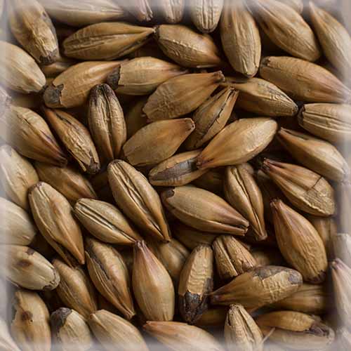 СЛАД БЕЛГИУМ