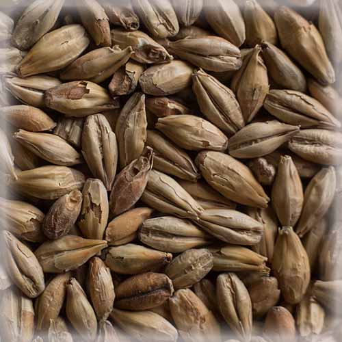 СЛАД БИСКВИТ