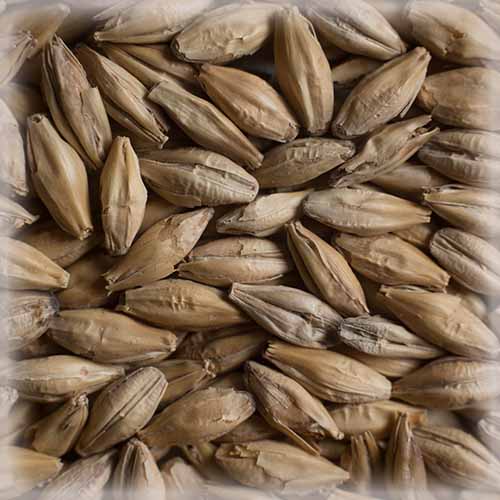 СЛАД ПЕЈЛ ЕЈЛ