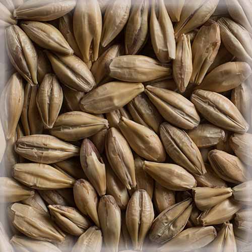 СЛАД КАРА КЛЕР