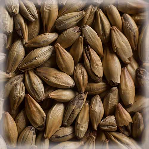 СЛАД КАРА ГОЛД