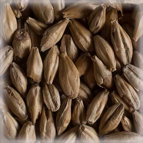 СЛАД МЈУНИХ ЛАЈТ