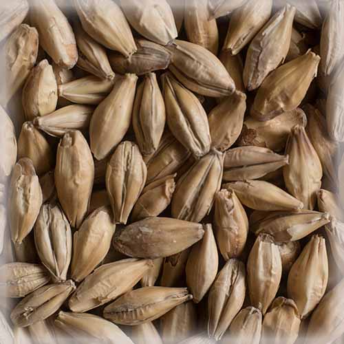 СЛАД ПИЛСЕН