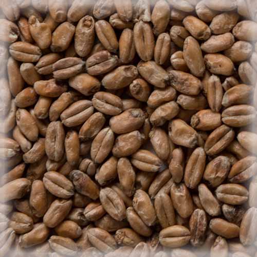 СЛАД ВИТ МЈУНИХ